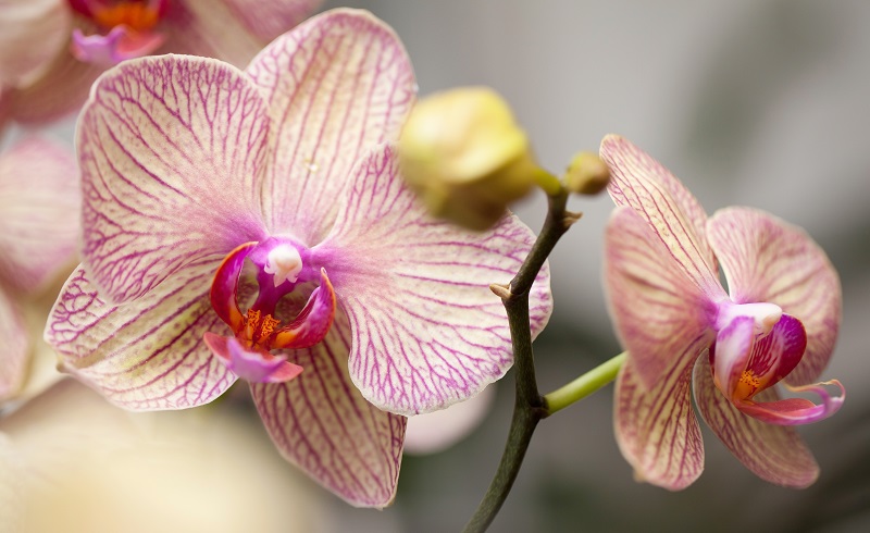 Orchidée Phalaenopsis - L'Astrantia - Artisan Fleuriste à Annecy le Vieux.